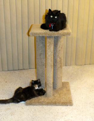 Pacific Sisal Tripod
