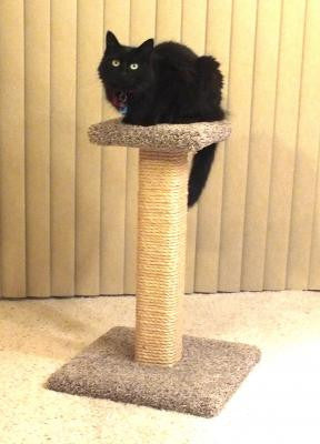 Straight Scratching Post with Platform
