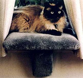 Padded Window Perch - Small