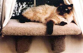 Padded Window Perch